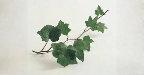 Dealing with Hoarseness? Why Your Syrup Needs English Ivy