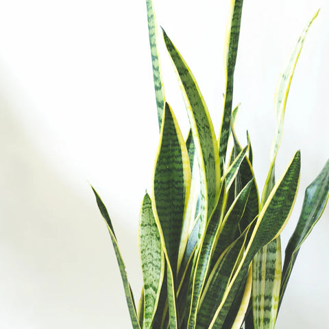 Sustainable & Ethical