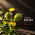 Tribulus terrestris botanical ingredient